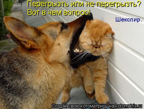 Вот в чем вопрос! Перегрызть или не перегрызть? Шекспир.... Котоматрица: Вот в чем вопрос! Перегрызть или не перегрызть? Шекспир.
