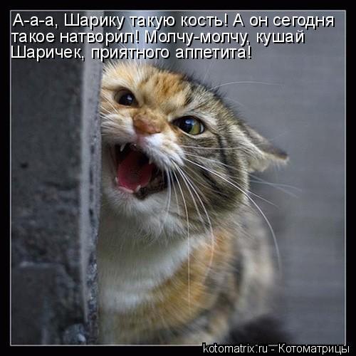 А-а-а, Шарику такую кость! А он сегодня такое натворил! Молчу-молчу, кушай Шаричек, приятного аппетит... Котоматрица: А-а-а, Шарику такую кость! А он сегодня такое натворил! Молчу-молчу, кушай Шаричек, приятного аппетита!