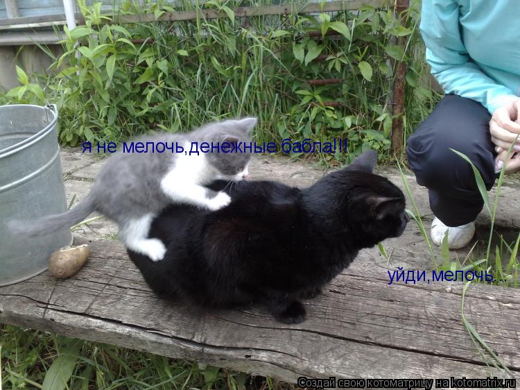 я не мелочь,денежные бабла!!! уйди,мелочь...... Котоматрица: я не мелочь,денежные бабла!!! уйди,мелочь...