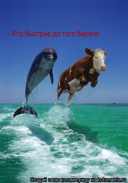 - Кто быстрее до того берега!... Котоматрица: - Кто быстрее до того берега!