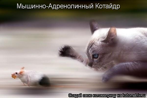 Мышинно-Адренолинный Котайдр... Котоматрица: Мышинно-Адренолинный Котайдр