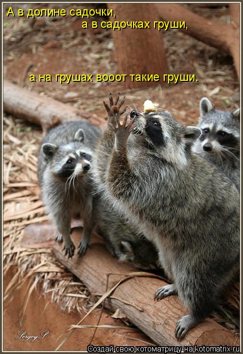 А в долине садочки, а в садочках груши, а на грушах вооот такие груши.... Котоматрица: А в долине садочки, а в садочках груши, а на грушах вооот такие груши.