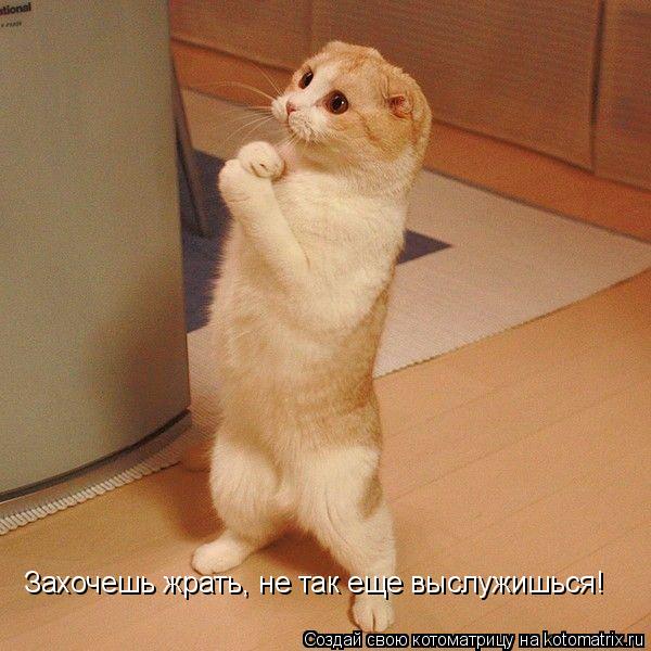 Котоматрица: Захочешь жрать, не так еще выслужишься!