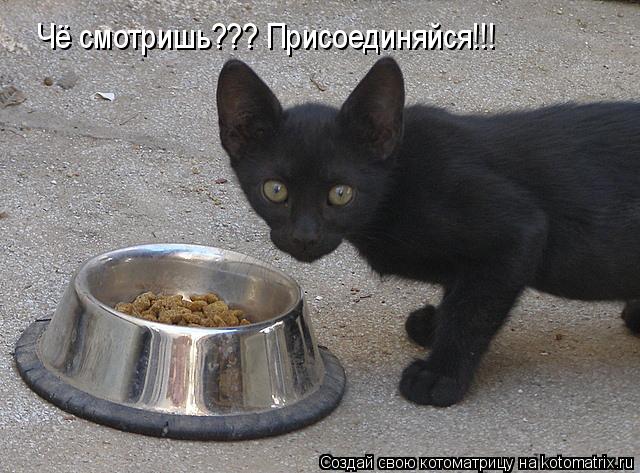 Чё смотришь??? Присоединяйся!!!... Котоматрица: Чё смотришь??? Присоединяйся!!!