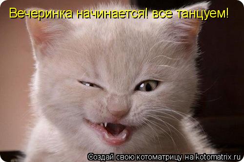 Котоматрица: Вечеринка начинается! все танцуем!