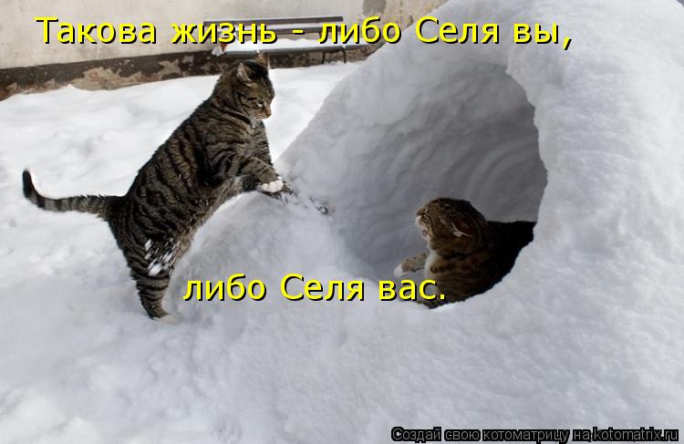 Такова жизнь - либо Селя вы, либо Селя вас.... Котоматрица: Такова жизнь - либо Селя вы, либо Селя вас.