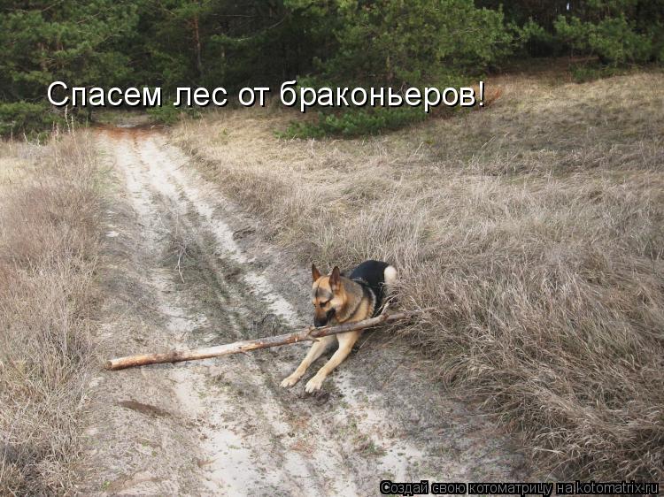Котоматрица: Спасем лес от браконьеров!