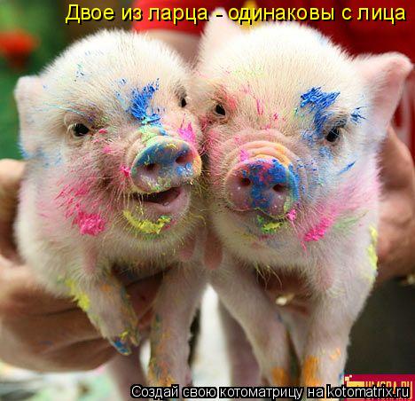 Котоматрица: Двое из ларца - одинаковы с лица