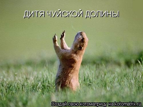 ДИТЯ ЧУЙСКОЙ ДОЛИНЫ... Котоматрица: ДИТЯ ЧУЙСКОЙ ДОЛИНЫ