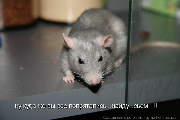 ну куда же вы все попрятались...найду...сьем!!!!!... Котоматрица: ну куда же вы все попрятались...найду...сьем!!!!!