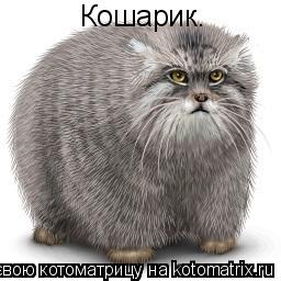 Котоматрица: Кошарик.