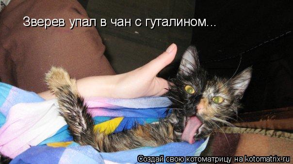 Зверев упал в чан с гуталином...... Котоматрица: Зверев упал в чан с гуталином...