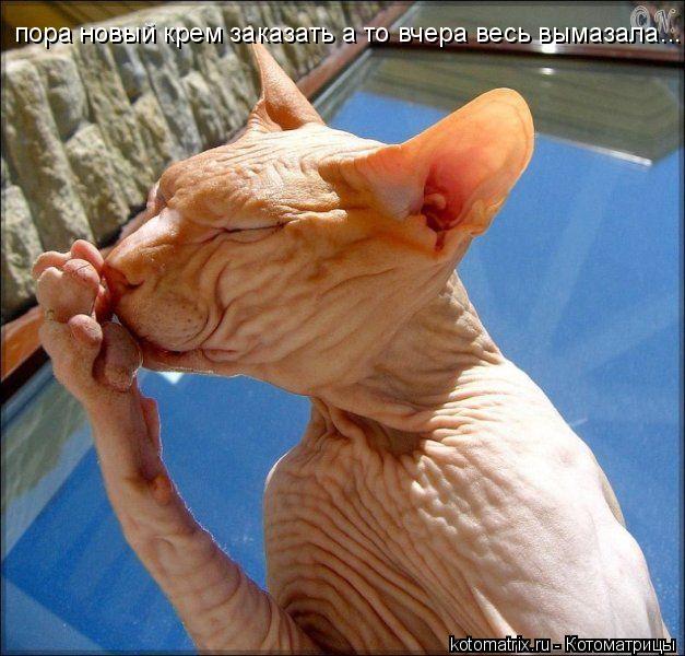 Котоматрица: пора новый крем заказать а то вчера весь вымазала...