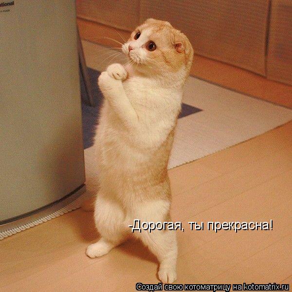 -Дорогая, ты прекрасна!... Котоматрица: -Дорогая, ты прекрасна!