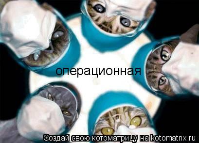 операционная... Котоматрица: операционная