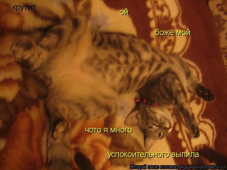 ой боже мой чото я много успокоительного выпила крутит... Котоматрица: ой боже мой чото я много успокоительного выпила крутит