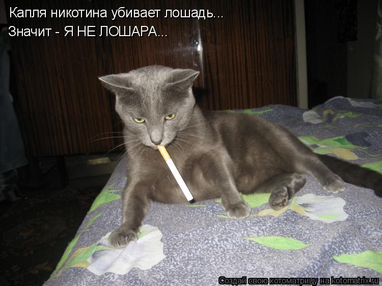 Котоматрица: Капля никотина убивает лошадь... Значит - Я НЕ ЛОШАРА...