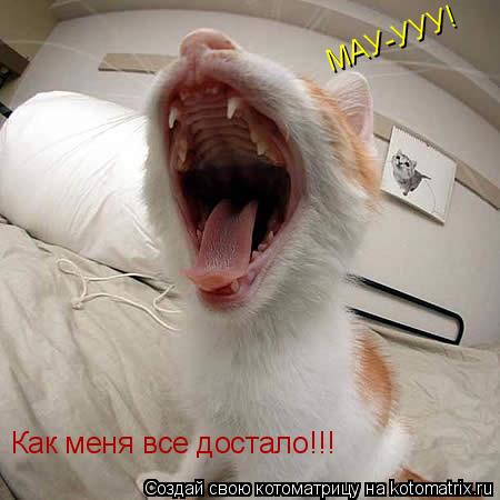 Как меня все достало!!! МАУ-УУУ!... Котоматрица: Как меня все достало!!! МАУ-УУУ!