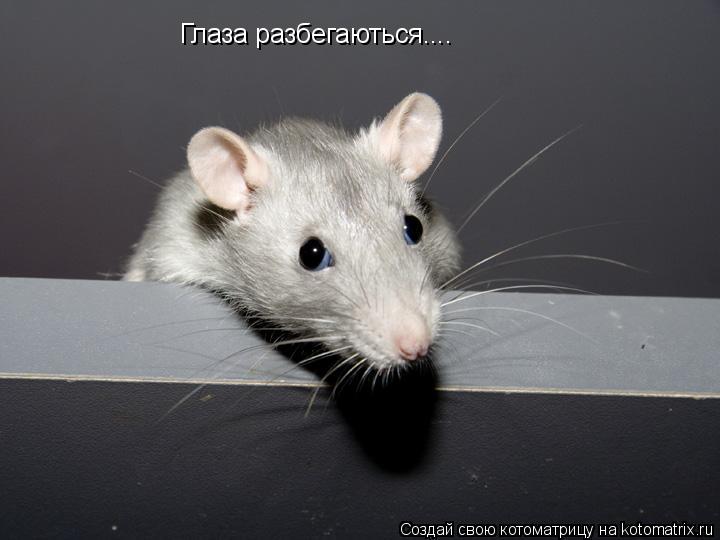 Глаза разбегаються....... Котоматрица: Глаза разбегаються....