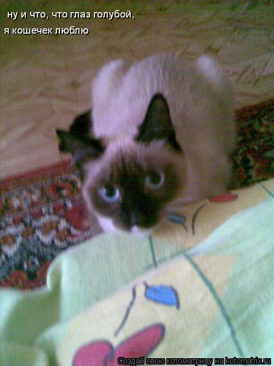 Котоматрица: я кошечек люблю ну и что, что глаз голубой,