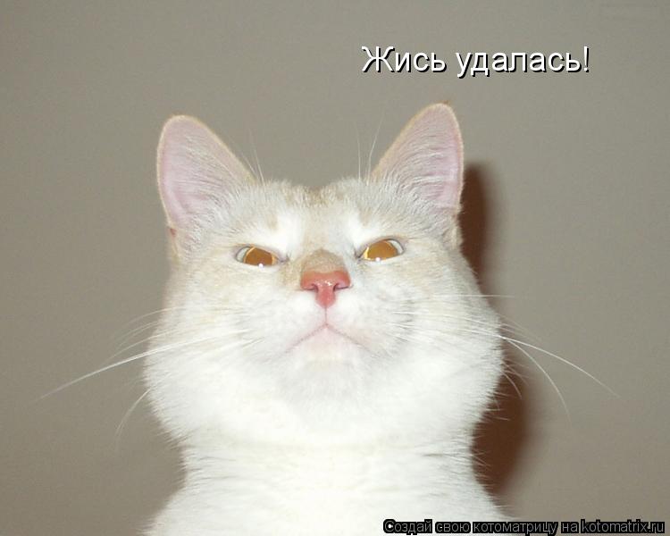 Жись удалась!... Котоматрица: Жись удалась!