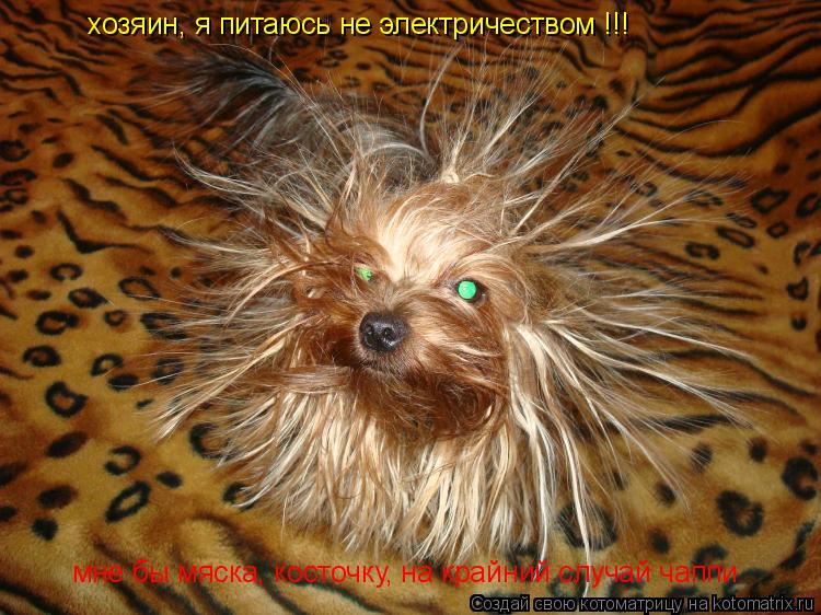 Котоматрица: хозяин, я питаюсь не электричеством !!! мне бы мяска, косточку, на крайний случай чаппи