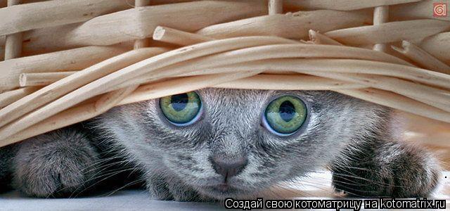 .... Котоматрица: .