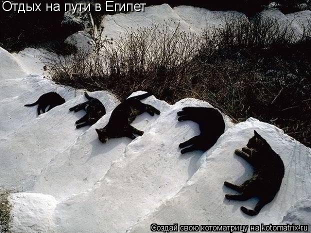 Отдых на пути в Египет... Котоматрица: Отдых на пути в Египет