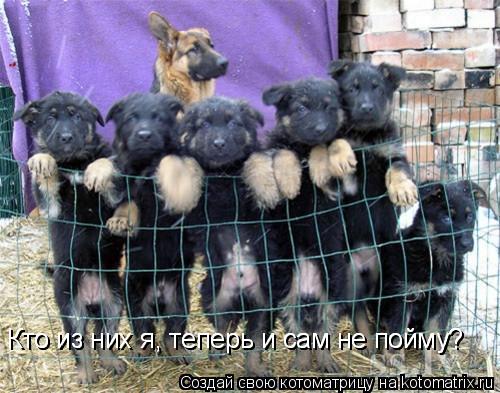 Допился ! Допился ! Кто из них я, теперь и сам не пойму? Кто из них я, теперь и сам не пойму?... Котоматрица: Допился ! Допился ! Кто из них я, теперь и сам не пойму? Кто из них я, теперь и сам не пойму?