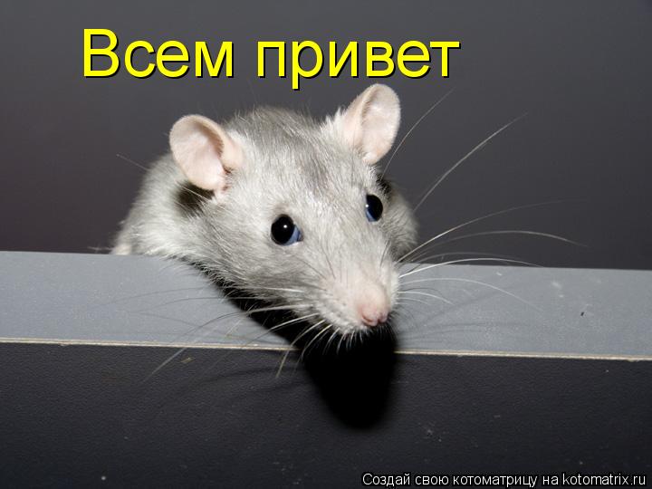 Всем привет... Котоматрица: Всем привет