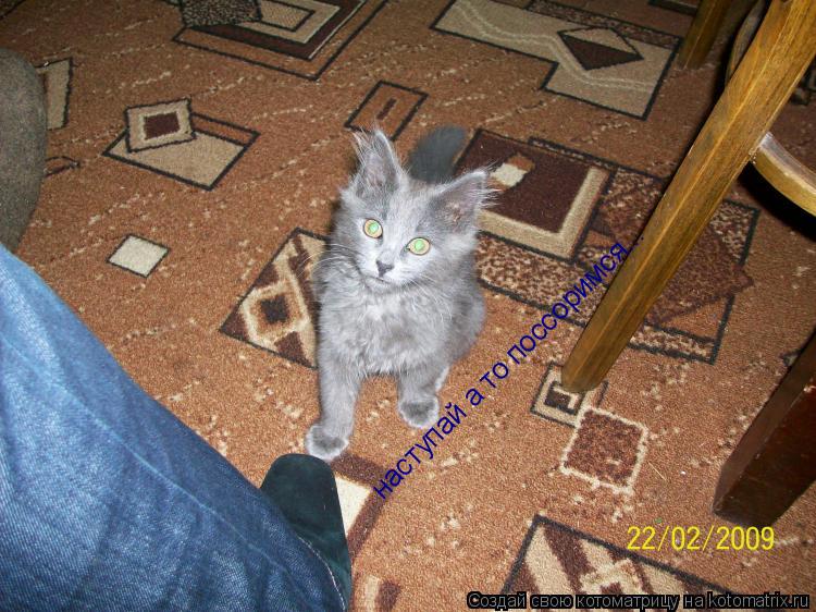 наступай а то поссоримся...... Котоматрица: наступай а то поссоримся...