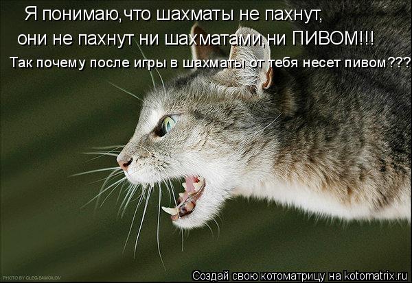 Котоматрица: Я понимаю,что шахматы не пахнут, они не пахнут ни шахматами,ни ПИВОМ!!! Так почему после игры в шахматы от тебя несет пивом????