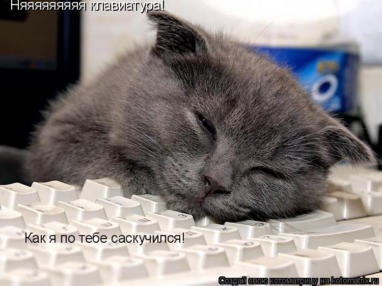 Котоматрица: Няяяяяяяяя клавиатура! Как я по тебе саскучился!