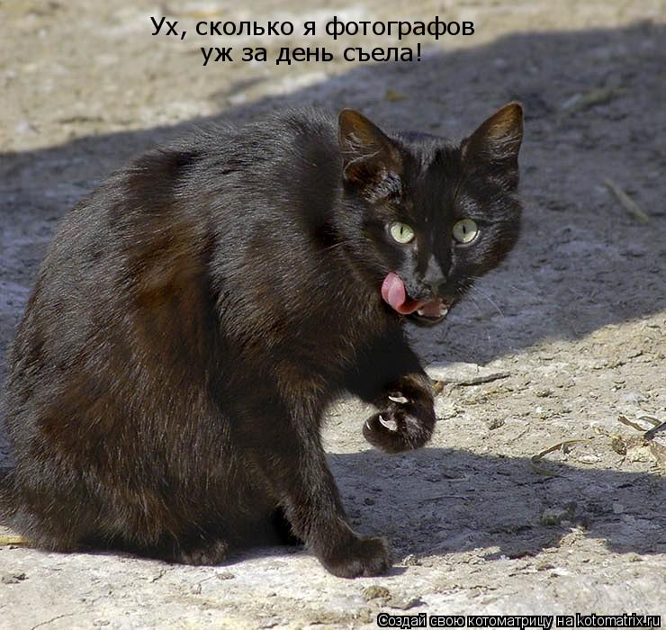 Котоматрица: Ух, сколько я фотографов уж за день съела!