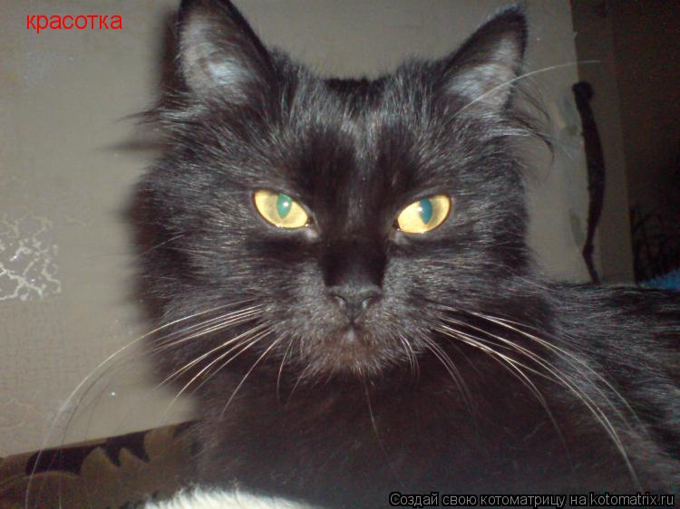 Котоматрица: красотка