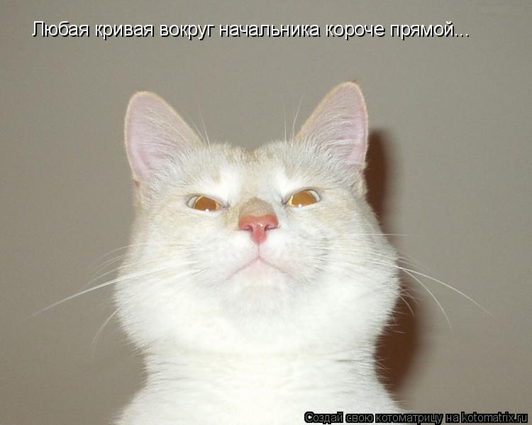Любая кривая вокруг начальника короче прямой...... Котоматрица: Любая кривая вокруг начальника короче прямой...