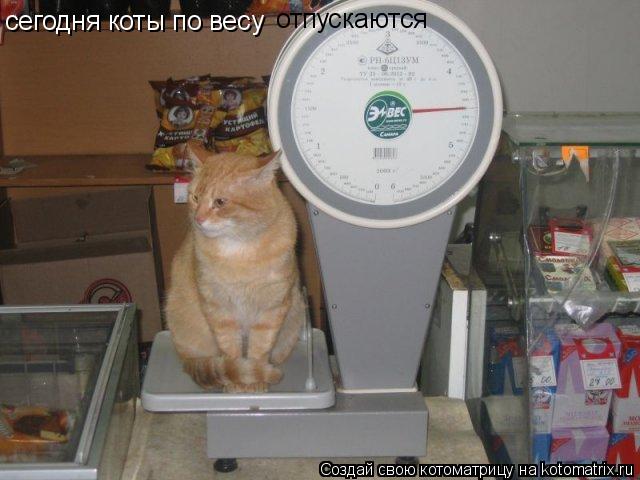сегодня коты по весу отпускаются... Котоматрица: сегодня коты по весу отпускаются