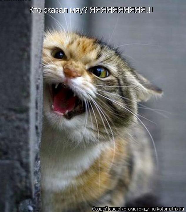 Кто сказал мяу? ЯЯЯЯЯЯЯЯЯЯ!!!... Котоматрица: Кто сказал мяу? ЯЯЯЯЯЯЯЯЯЯ!!!