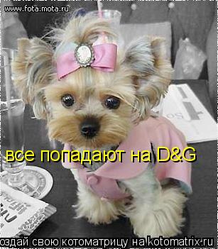 Котоматрица: все попадают на D&G