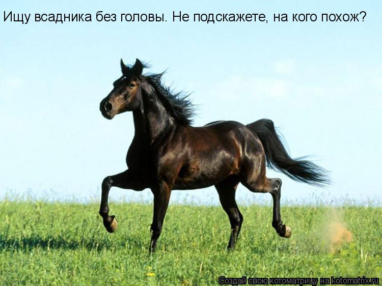 Ищу всадника без головы. Не подскажете, на кого похож?... Котоматрица: Ищу всадника без головы. Не подскажете, на кого похож?