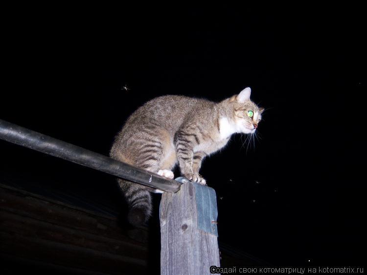 Котоматрица: .