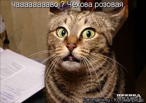 чааааааааво ? Чехова розовая... Котоматрица: чааааааааво ? Чехова розовая