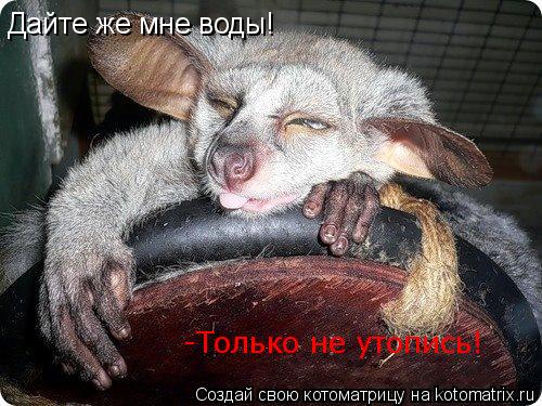 Котоматрица: Дайте же мне воды! -Только не утопись!