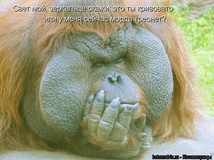 Свет мой, зеркальце скажи: это ты кривовато или у меня сейчас морда треснет?... Котоматрица: Свет мой, зеркальце скажи: это ты кривовато или у меня сейчас морда треснет?