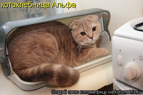 котохлебница Альфа... Котоматрица: котохлебница Альфа