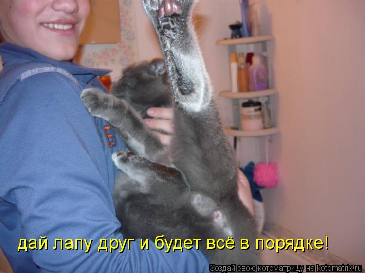 дай лапу друг и будет всё в порядке!... Котоматрица: дай лапу друг и будет всё в порядке!
