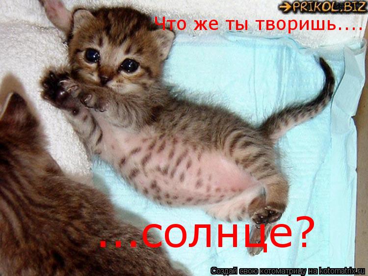 Котоматрица: Что же ты творишь.... ...солнце?