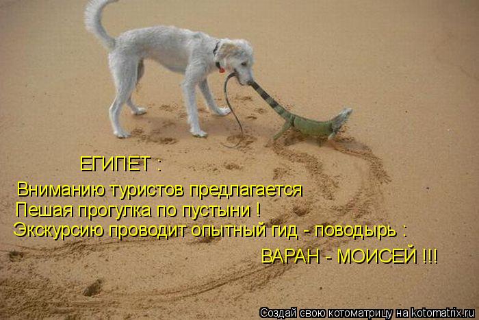 ЕГИПЕТ : Вниманию туристов предлагается ВАРАН - МОИСЕЙ !!! Пешая прогулка по пустыни ! Экскурсию пров... Котоматрица: ЕГИПЕТ : Вниманию туристов предлагается ВАРАН - МОИСЕЙ !!! Пешая прогулка по пустыни ! Экскурсию проводит опытный гид - поводырь :