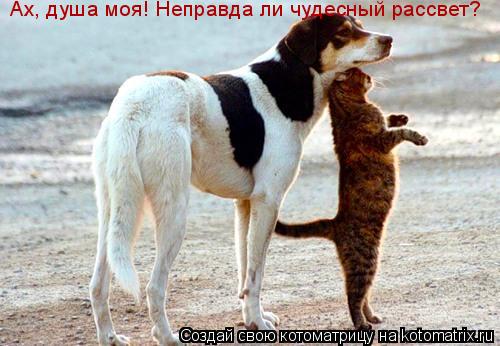 Котоматрица: Ах, душа моя! Неправда ли чудесный рассвет?