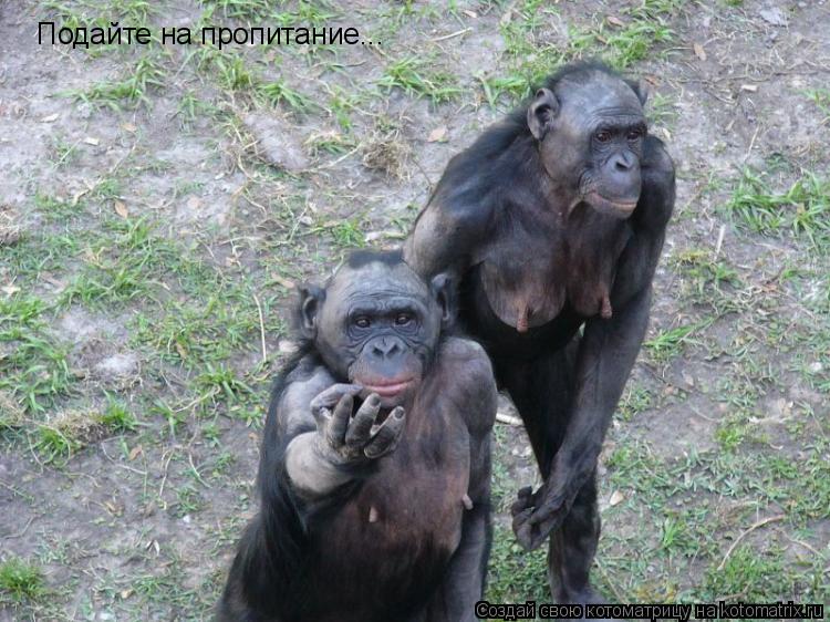 Подайте на пропитание...... Котоматрица: Подайте на пропитание...